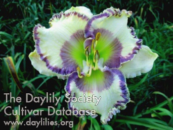 Daylily The Maiden